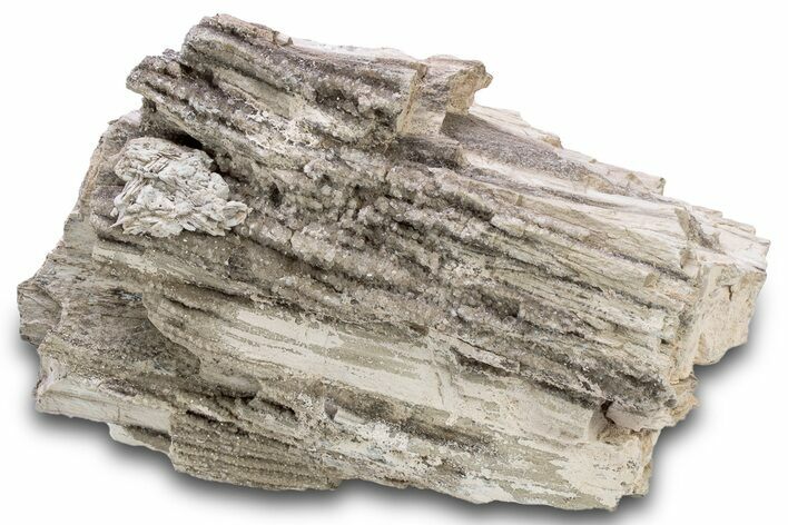 Petrified Wood Section with Sparkling Quartz - Arizona #305460